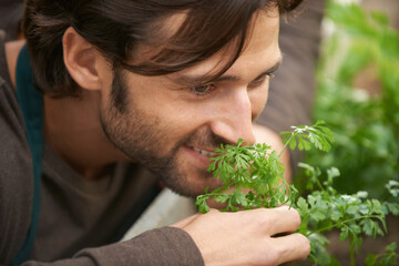 Nothing beats the smell of fresh herbs. A handsome gardener smelling fresh herbs in a nursery. - obrazy, fototapety, plakaty