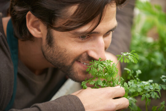 Nothing Beats The Smell Of Fresh Herbs. A Handsome Gardener Smelling Fresh Herbs In A Nursery.