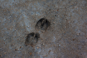 Texture of the dried earth with hoofprints. Gray background with cracks and hollows. Drought and...
