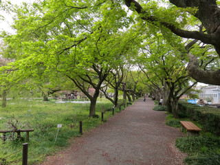 Fototapeta premium Spring time public garden in north Tokyo