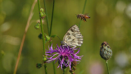 Marbled white and bee