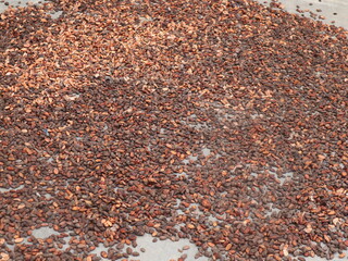 Cacao that is being dried in direct sunlight