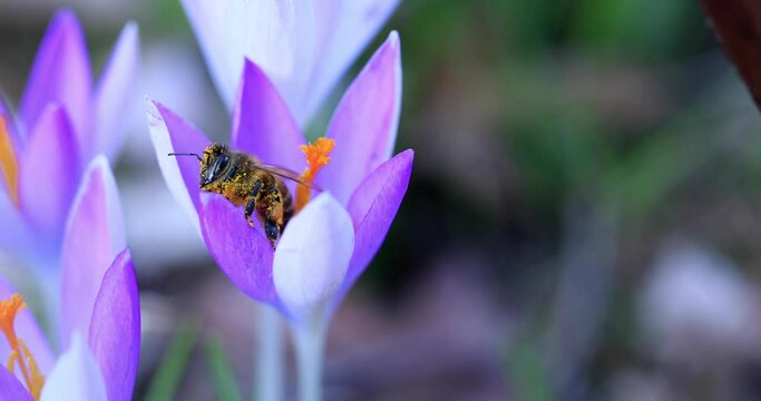 pszczoła cała w pyłku na kwiatku krokusa w ogrodzie
