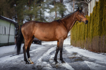 portrait of beautiful eventing trakehner gelding horse in winter