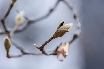 겨울 목련 눈꽃