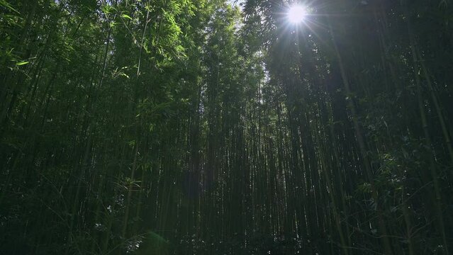 Rays of light shining through bamboo forest. 