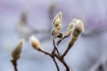 겨울 목련 눈꽃