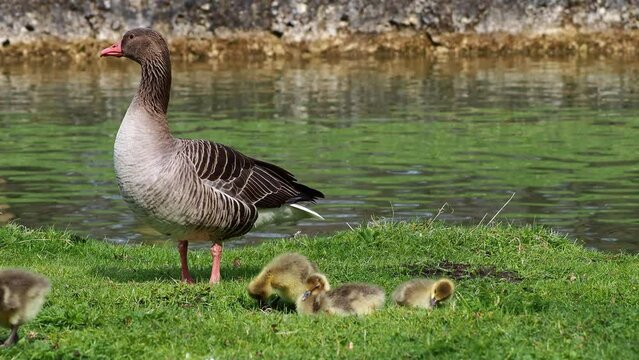 Family of greylag geese with small babies. The greylag goose, Anser anser is a large goose species of the waterfowl family Anatidae