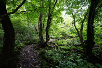 Naklejka premium refreshing summer forest in the sunlight