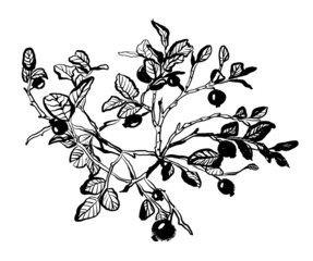 drawing picture ink black  blueberry twigs with leaves and berries, sketch, hand drawn digital vector illustration