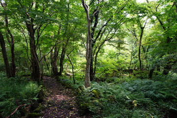 Fototapeta premium refreshing summer forest in the sunlight