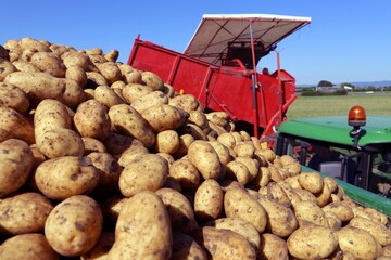 Landwirtschaftliches Kartoffeln Roden