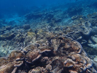 東ティモール　ジャコビーチの海中