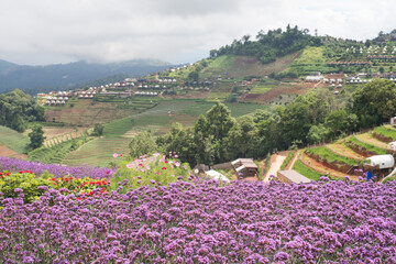 Flowers garden view on mountain landscape. Purple flower at foreground with mountain layer background.  
