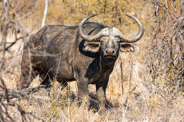 Naklejka premium Baffalo