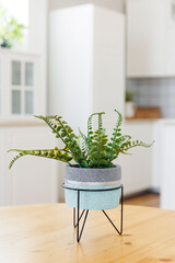 plant pot in modern kitchen