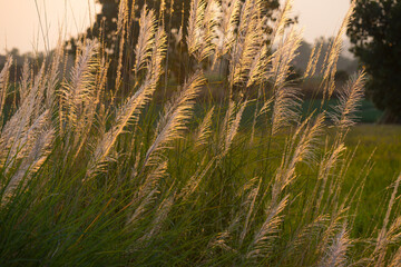 Beautiful grass photograph with backlit sunshine outdoor countryside.
