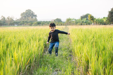 Naklejka na ściany i meble Boy walking on the path in green paddy field. Little boy enjoy green grass nature in the rice field background.