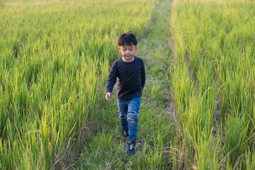 Naklejka na ściany i meble Boy walking on the path in green paddy field. Little boy enjoy green grass nature in the rice field background.