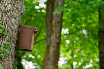 Great Tit (Parus major) flying towards its nesting box