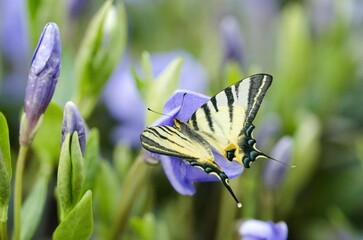 Beautiful butterfly on  nature of monarch on flower on bright sunny day.