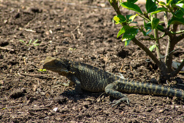 Australian water dragon (Intellagama lesueurii) in garden soaking up the sunshine