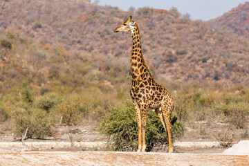 Giraffe