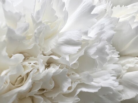 Close up white Carnations petals white flower isolated background 