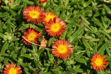 Ice-plant (delosperma nubigenum) flowers, orange with yellow centre