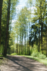 Fototapeta na wymiar Trail through spring forest. Road path path with green trees in forest. Beautiful alley, road in the park. Path through the summer forest. Vertical photo without focus as wallpaper