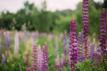 A field of purple, pink, white lupines at dusk