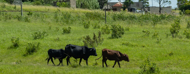 Vieh, Kuh, Kalb, Bulle und Landschaft vor dem Naturreservat Hluhluwe Nationalpark Südafrika