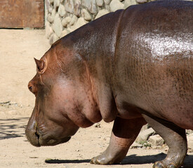 Hippopotamus (Hippopotamus amphibius) enjoying in a zoo : (pix SShukla)