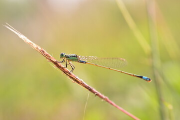 Damselfly on a leaf