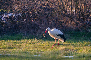White Stork (Ciconia ciconia) feeding on grass on the migration path