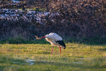 White Stork (Ciconia ciconia) feeding on grass on the migration path