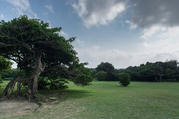 Fototapeta premium Summer day with blue sky,trees and grass