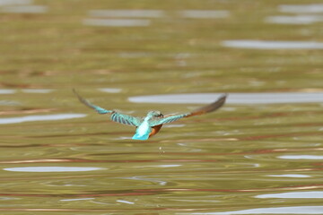 Fototapeta na wymiar kingfisher in the forest
