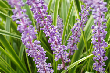 フイリヤブランの紫の花