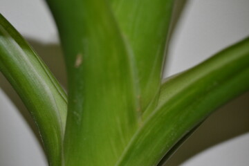 NATURE TREE FOREST SNOW CAT DOG BONSAİ CACTUS