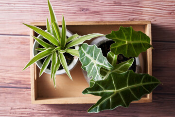 wood crate with houseplant on wood table