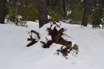 NATURE TREE FOREST SNOW CAT DOG BONSAİ CACTUS