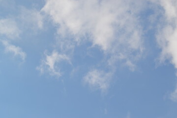 NATURE TREE FOREST SNOW CAT DOG BONSAİ CACTUS