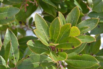 NATURE TREE FOREST SNOW CAT DOG BONSAİ CACTUS