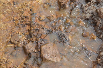 NATURE TREE FOREST SNOW CAT DOG BONSAİ CACTUS