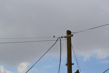 NATURE TREE FOREST SNOW CAT DOG BONSAİ CACTUS