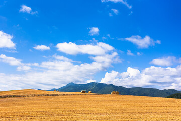 Fototapeta na wymiar 北海道富良野、7月の麦畑・日本