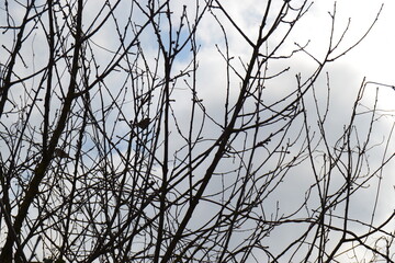 NATURE TREE FOREST SNOW CAT DOG BONSAİ CACTUS