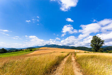 Fototapeta premium 北海道富良野、7月の麦畑・日本