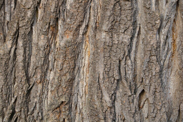Close-up of the texture of the bark of the tree.
